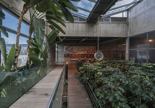 Interior de um edifício com cobertura envidraçada, onde um passadiço de madeira com guardas de vidro atravessa um jardim denso de plantas tropicais; à esquerda vêem‑se grandes folhas verdes junto às janelas e, ao fundo, uma parede de betão com um grande mural colorido, criando um ambiente de estufa moderna e luminosa.