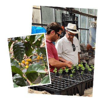 Inspection of the berry and flora